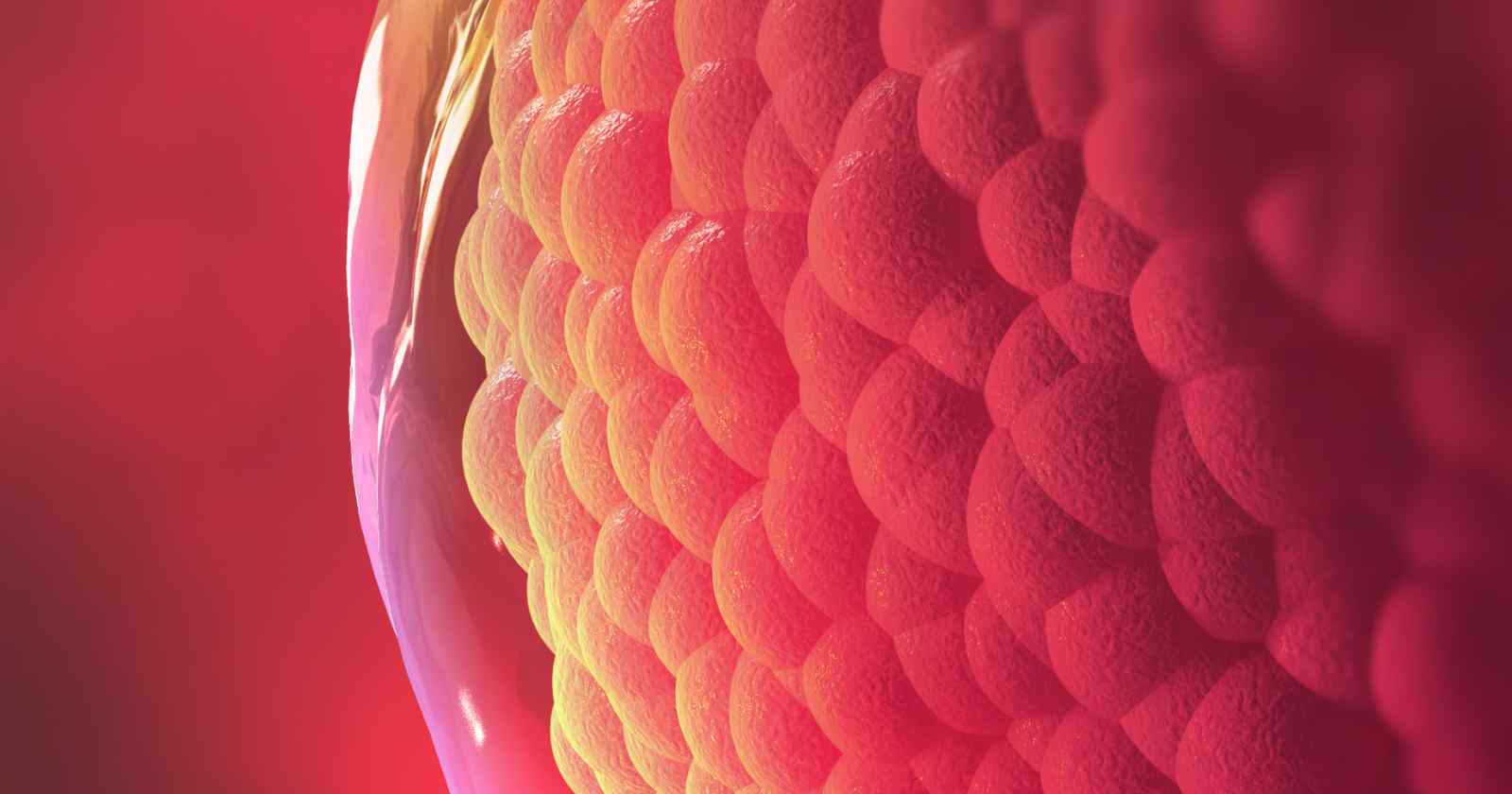 mens-cyc-menstrual-cycle-and-ovulation